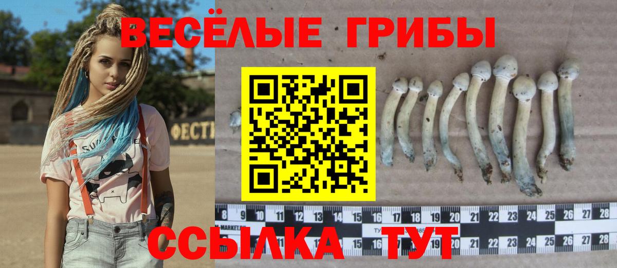 Галлюциногенные грибы Psilocybine cubensis Дербент