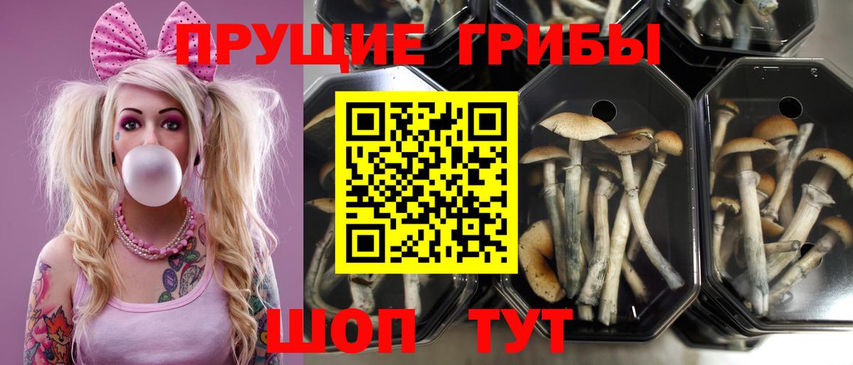 Галлюциногенные грибы прущие грибы  Вход с VPN  дарнет шоп  Дербент 